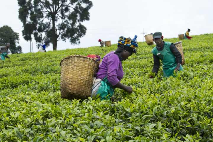 Associate served as interim CFO of Agriculture company post investment